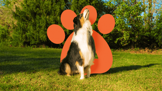 Meet Duke: The Pup Who Inspired Pawsome Ranch - Pawsome Ranch ™