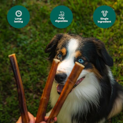 6 - 7" Premium Bully Sticks - 10 count - Pawsome Ranch ™