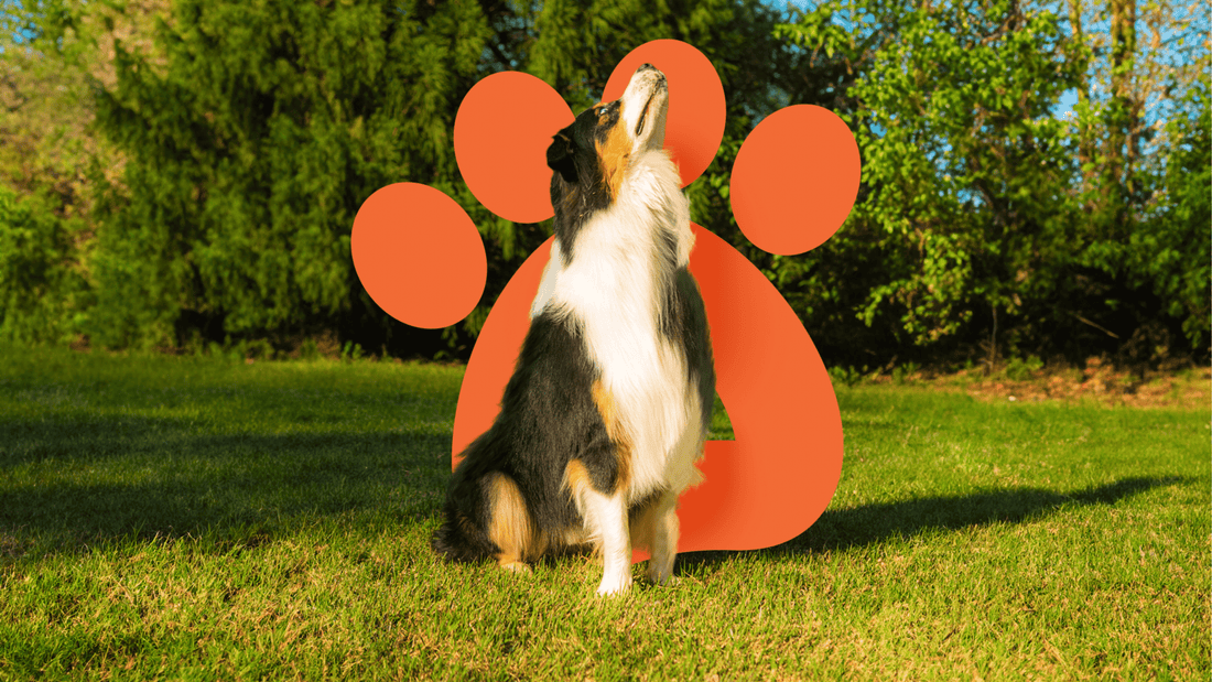 Meet Duke: The Pup Who Inspired Pawsome Ranch - Pawsome Ranch ™