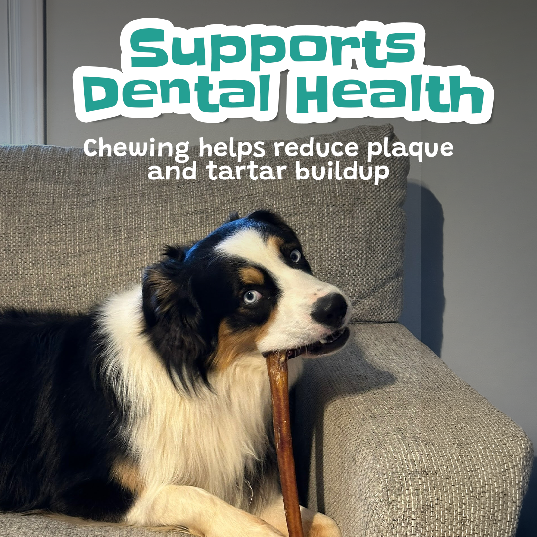 Dog chewing collagen stick supporting dental health reducing plaque and tartar buildup natural long lasting dog chew Pawsome Ranch