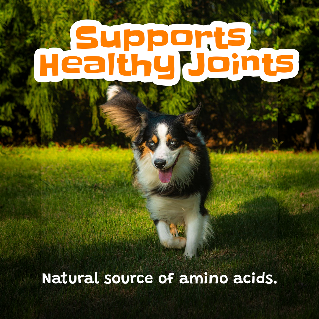 Dog running outdoors supported by collagen sticks promoting joint health natural amino acids long lasting dog chew Pawsome Ranch