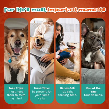 Dogs in everyday life moments relaxing at home road trips family time natural dog chews Pawsome Ranch lifestyle